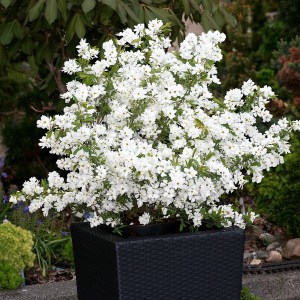 Obiela mieszańcowa (Exochorda macrantha) Niagara zdjęcie 1