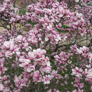 Magnolia Satisfaction rewelacyjna c4 zdjęcie 1