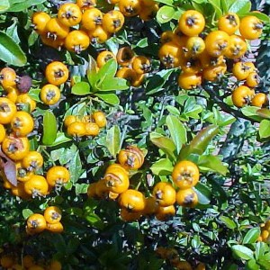 Ognik szkarłatny (Pyracantha coccinea) Teton c3 zdjęcie 1