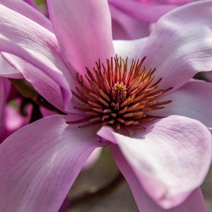 Magnolia Apollo c3 zdjęcie 1