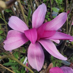 Magnolia Burgundy Star c5 zdjęcie 1