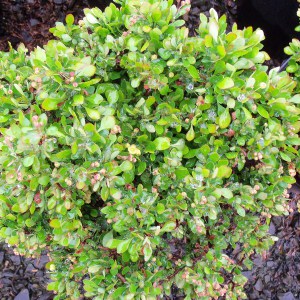 Berberys (Berberis) Kobold c2 zdjęcie 1