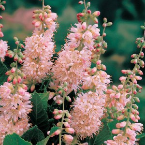 Orszelina olcholistna (Clethra alnifolia) Pink Spire zdjęcie 1