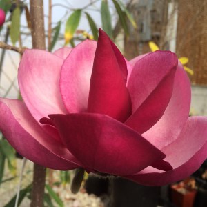 Magnolia Frank’s Masterpiece c3 zdjęcie 1