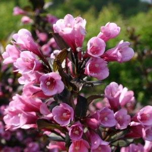 Krzewuszka (Weigela) Nana Purprea sadzonka zdjęcie 1