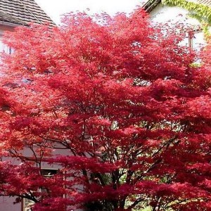 Klon palmowy czerwony Atropurpureum c2 zdjęcie 1