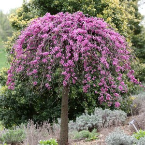 Judaszowiec kanadyjski (Cercis canadensis) Traveller c4 zdjęcie 1