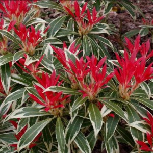 Pieris japoński (Pieris japonica) Flaming Silver zdjęcie 1