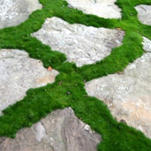 Karmnik ościsty (Sagina subulata) Green Moss 1