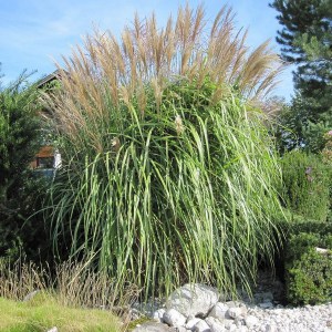 Miskant chiński olbrzymi (Miscanthus sinensis) Giganteus c3 zdjęcie 1