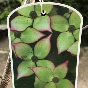 Dereń kousa odm. chińska (Cornus kousa var. chinensis) Claudia zdjęcie 1