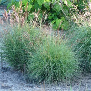 Miskant chiński (Miscanthus sinensis) Punktchen zdjęcie 1
