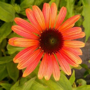 Jeżówka purpurowa (Echinacea) Kismet Intense Orange zdjęcie