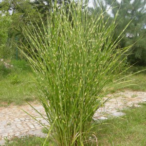 Miskant chiński (Miscanthus sinensis) Zebrinus zdjęcie 1