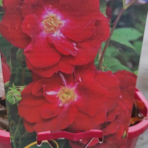 Róża krzewiasta (Rosa) Nicolas zdjęcie 1