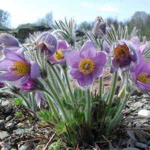 Sasanka (Pulsatilla) fioletowa sadzonka zdjęcie