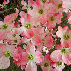 Dereń kwiecisty Rubra (Cornus florida rubra) c2 zdjęcie 1