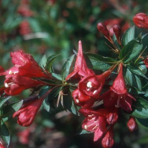 Krzewuszka (Weigela) Newport Red c2 zdjęcie 1