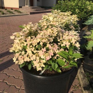 Hortensja bukietowa (Hydrangea paniculata) Polestar c3 zdjęcie