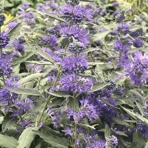 Barbula klandońska (Caryopteris clandonensis) Sterling Silver 1