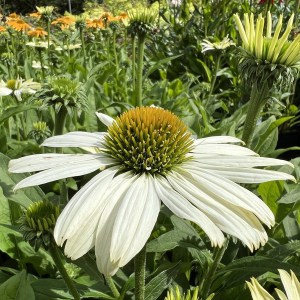 Jeżówka purpurowa (Echinacea) White Pearl zdjęcie