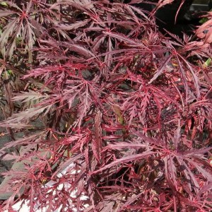 Klon palmowy szczepiony (Acer) Firecracker c3 zdjęcie 1