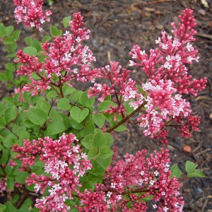 Bez - lilak (Syringa) Palibin pachnący zdjęcie 1