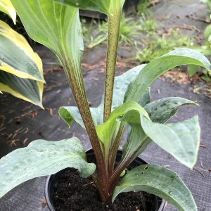 Funkia (Hosta) Grand Marque zdjęcie 1
