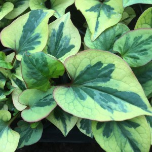 Tułacz pstry, Pstrolistka sercowata (Houttuynia cordata) Pied Piper zdjęcie 1