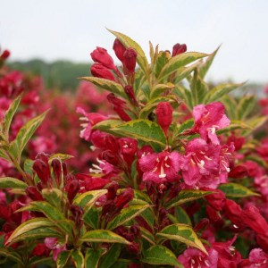 Krzewuszka (Weigela) Brigela c3 zdjęcie 1