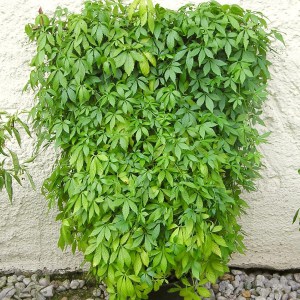 Jiaogulan (Gynostemma pentaphyllum) zioło 1