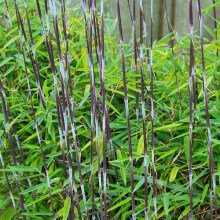 Bambus mrozoodporny (Fargesia nitida) Fargezja lśniąca c3 zdjęcie 1