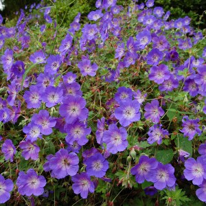 Bodziszek mieszańcowy (Geranium hybridum) Rozanne