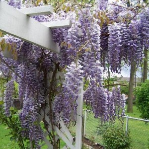 Glicynia (Wisteria) Multijuga syn. Macrobotrys zdjęcie 1