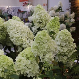 Hortensja bukietowa (Hydrangea) Moonlight na pniu c3 zdjęcie 1
