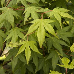 klon palmowy zielony (Acer palmatum) c5 zdjęcie 1