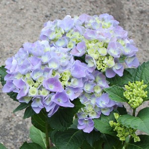 Hortensja ogrodowa niebieska (Hydrangea macrophylla) Bodensee zdjęcie 1