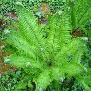 Pióropusznik strusi (Matteuccia struthiopteris) c1 zdjęcie 1