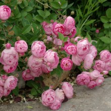 Róża pnąca Raubritter jasnoróżowa c2 zdjęcie 1