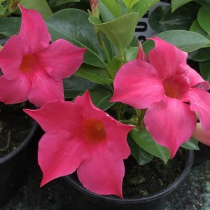 Sandewilla (Sundaville, dipladenia) Classic Pink zdjęcie 1