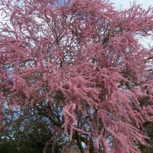 Tamaryszek rozgałęziony (Tamarix ramosissima) Rubra c2 zdjęcie 1