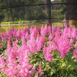 Tawułka japońska (Astilbe japonica) Mainz c2 zdjęcie 1