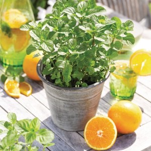Mięta pomarańczowa (Mentha piperata) zdjęcie 1