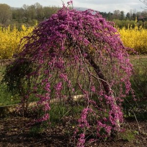 Judaszowiec kanadyjski (Cercis canadensis) Ruby Falls c5 zdjęcie 1