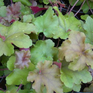 Żurawka (Heuchera) Marmalade zdjęcie 1