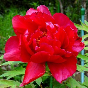 Piwonia drzewiasta (Paeonia suffruticosa) odm. chińska czerwona zdjęcie 1