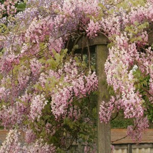 Glicynia kwiecista (Wisteria floribunda) Honbeni syn. Pink Ice zdjęcie