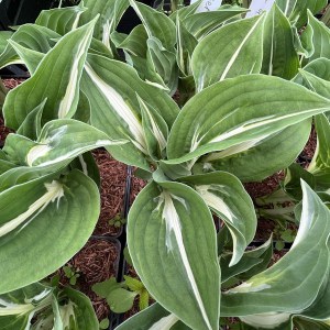 Funkia (Hosta) Center Of Attention zdjęcie 1
