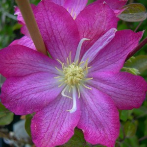 Powojnik (Clematis) Asao c2 zdjęcie 1