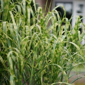 Miskant chiński (Miscanthus sinensis) Aligator zdjęcie 1